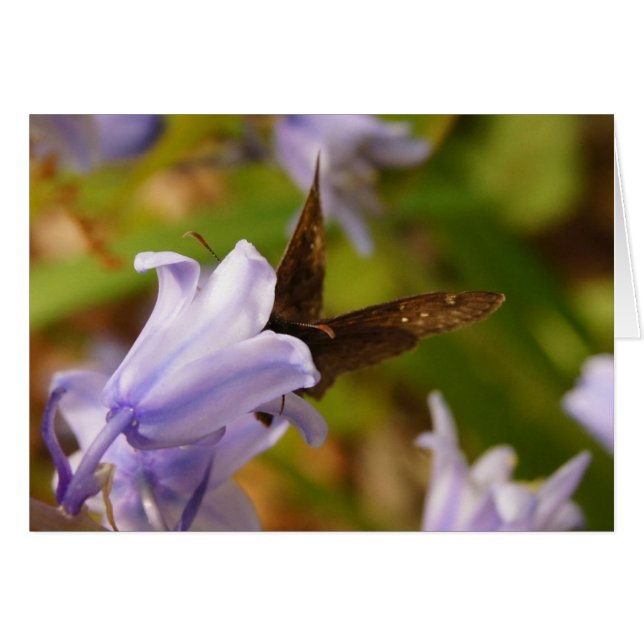 Butterfly och Bluebells OBS Kort (Framsidan Horizontal)