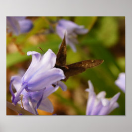 Butterfly och Bluebells Poster
