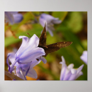Butterfly och Bluebells Poster