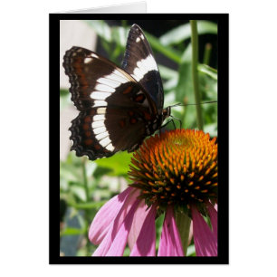 Butterfly och Echinacea Hälsningskort