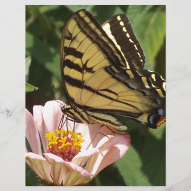 Butterfly och Flower (Framsida)