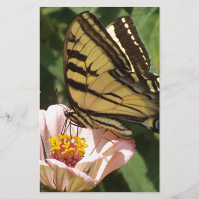Butterfly och Flower (Framsida)