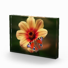 Butterfly och Flower Photo Block