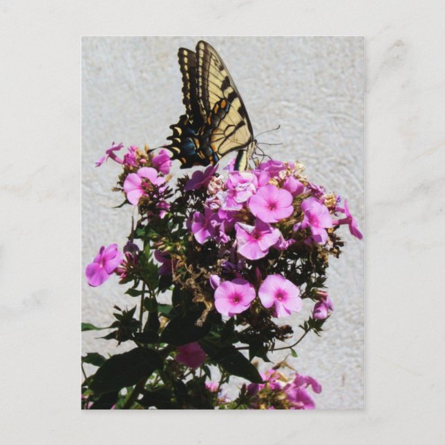 Butterfly och God morgon Glories Vykort (Framsida)