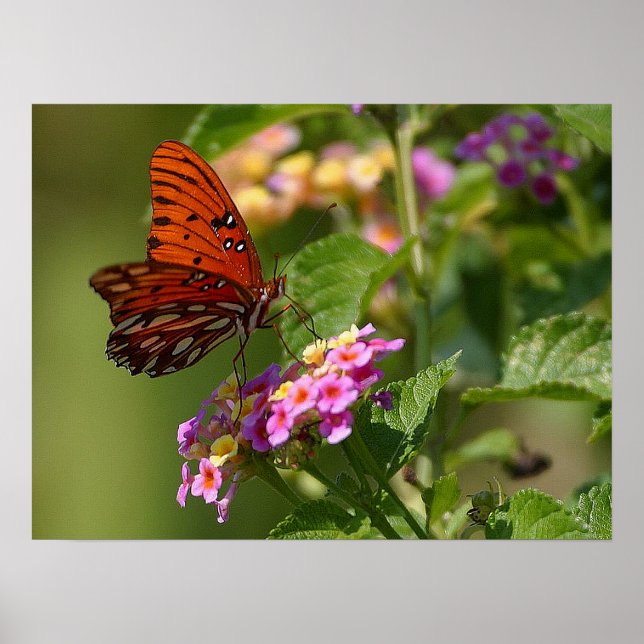 Butterfly och Lantana Poster (Framsidan)