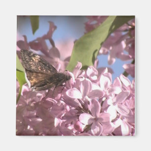 Butterfly och Lilac Magnet