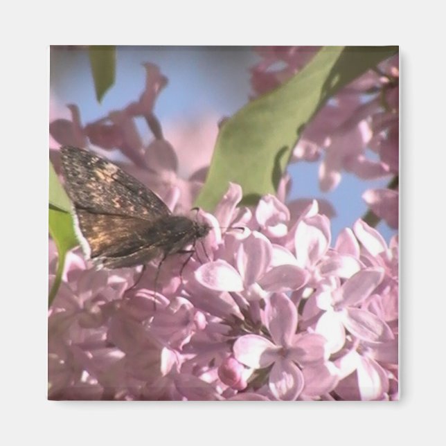 Butterfly och Lilac Magnet (Framsidan)