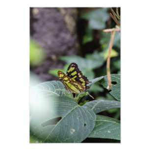 Butterfly och Löv Fototryck
