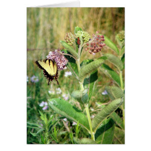 Butterfly och Milkweed Hälsningskort