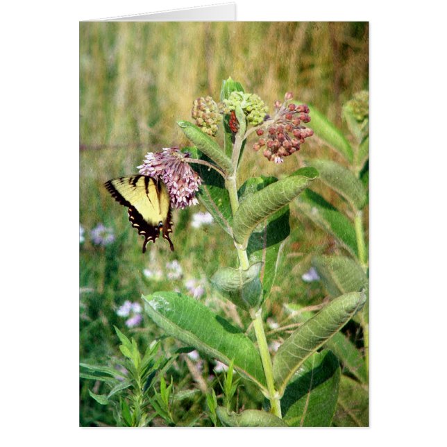Butterfly och Milkweed Hälsningskort (Framsidan)