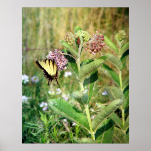 Butterfly och Milkweed Poster