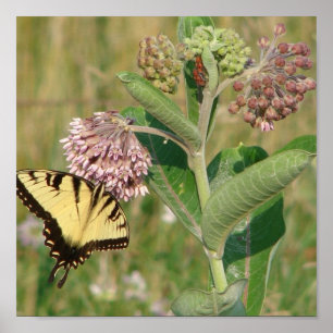 Butterfly och Milkweed Poster
