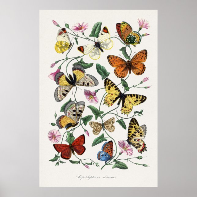 Butterfly och Moth Painting av Paul Gervais Poster (Framsidan)