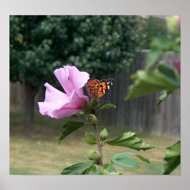 Butterfly och Ro i Sharon Poster (Framsidan)