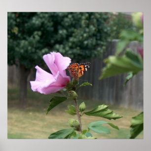 Butterfly och Ro i Sharon Poster/Skriv ut Poster