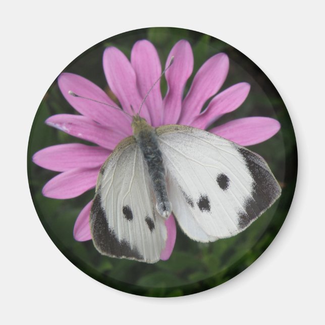 Butterfly och Rosa Flower Magnet (Framsidan)