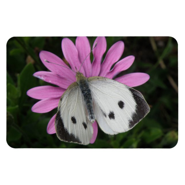 Butterfly och Rosa Flower Premium Magnet (Horisontell)