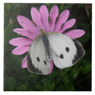 Butterfly och Rosa Flower Tile Kakelplatta