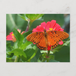 Butterfly och Rosa Flower Vykort