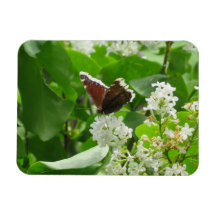 Butterfly och Vår Lilac Magnet