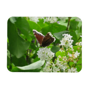 Butterfly och Vår Lilac Magnet