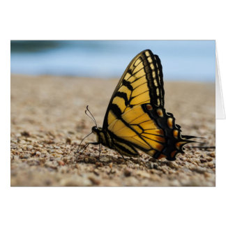 Butterfly on Beach OBS Kort