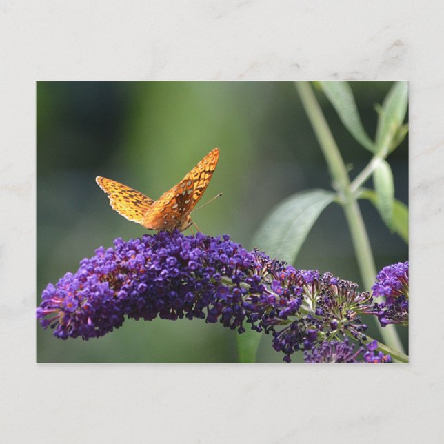 Butterfly On Butterfly Bush Blommar Vykort (Framsida)