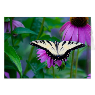 Butterfly on Coneflower OBS Kort