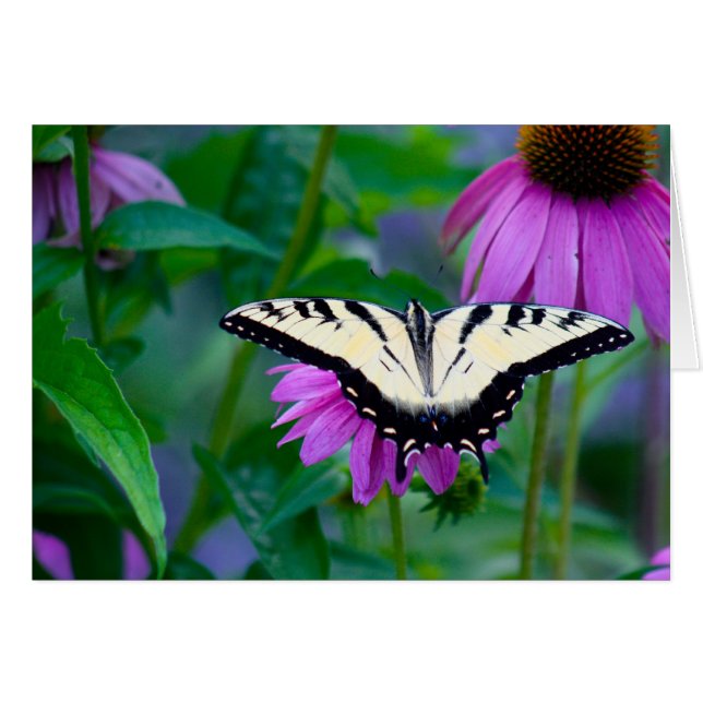 Butterfly on Coneflower OBS Kort (Framsidan Horizontal)