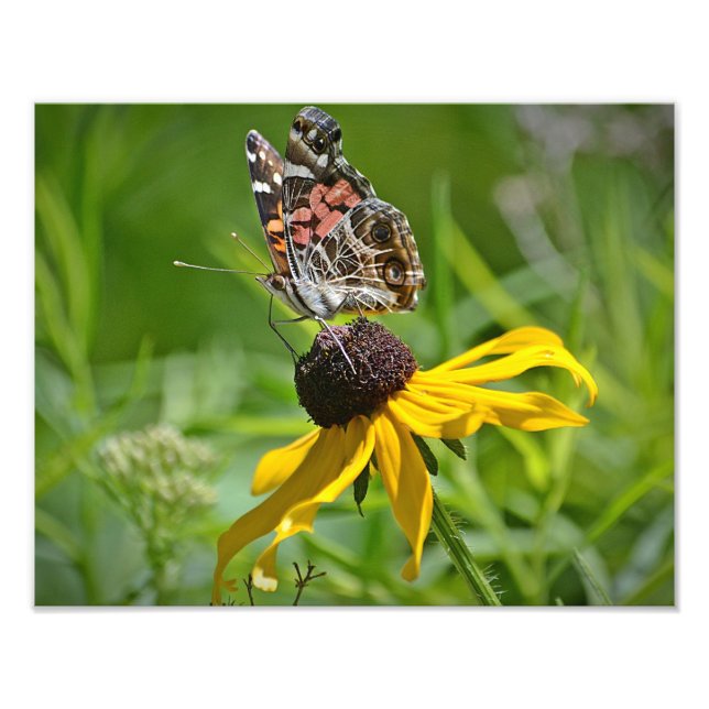 Butterfly On Flower Photo Print Fototryck (Framsidan)