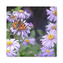 Butterfly On Flowers