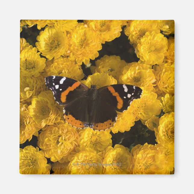 Butterfly on gult asters magnet (Framsidan)