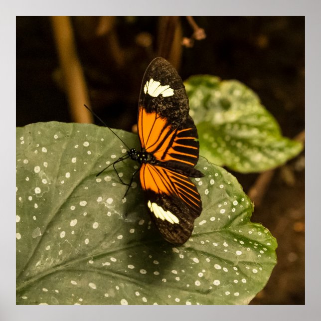 Butterfly on Leaf Poster (Framsidan)