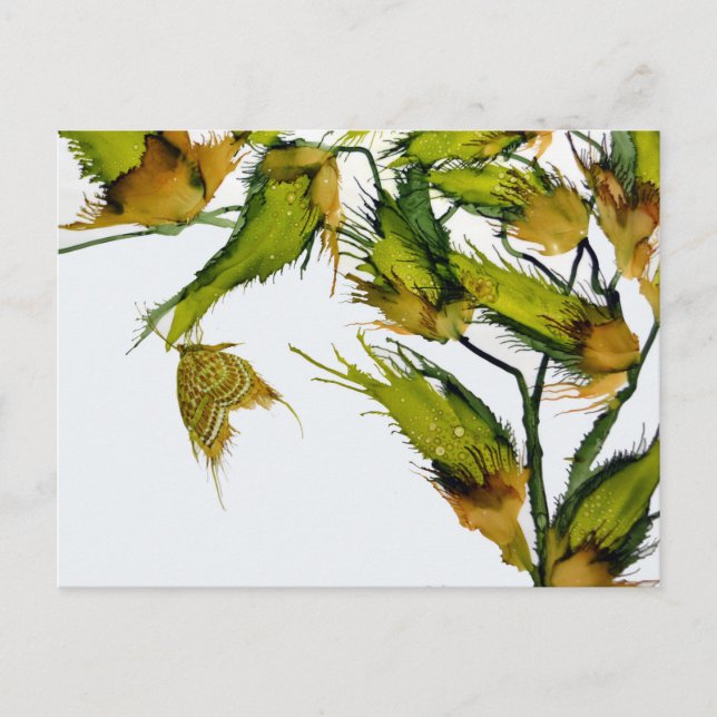 "Butterfly on Milkweed"-vykort Vykort (Framsida)