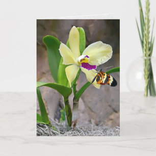 Butterfly On Orchid Blommar Kort