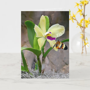 Butterfly On Orchid Blommar Kort