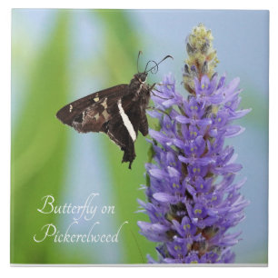 Butterfly on Pickerelweed Bloom; Kakelplatta