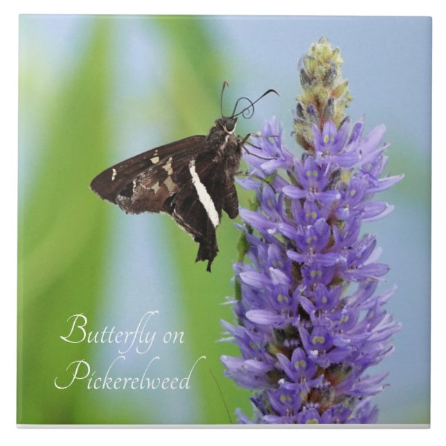 Butterfly on Pickerelweed Bloom; Kakelplatta (Framsidan)