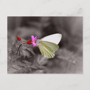 Butterfly On Rosa Flower Vykort