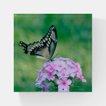 Butterfly On Rosa Flowers Paperweight