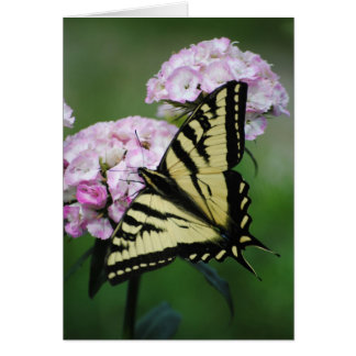 Butterfly on Sweet Williams Flower Card Hälsningskort