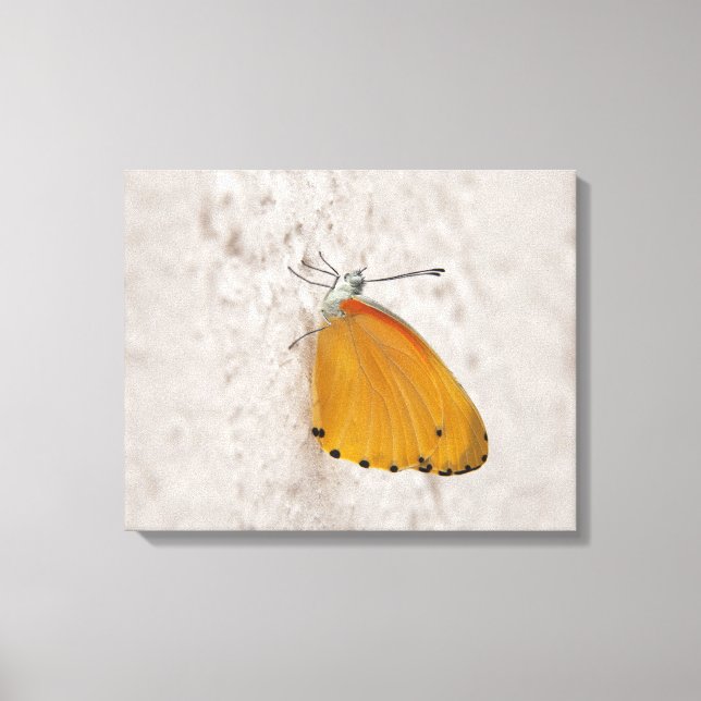 Butterfly on wall, Gauteng Province, Sydkorea Canvastryck (Framsida)