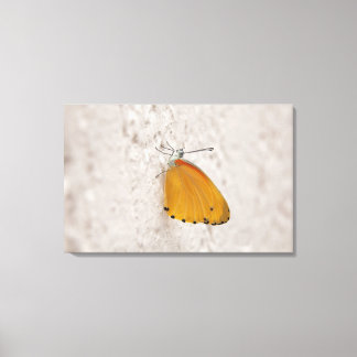 Butterfly on wall, Gauteng Province, Sydkorea Canvastryck