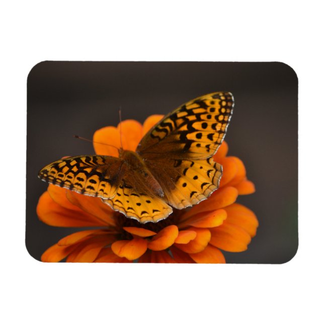 Butterfly On Zinnia Magnet (Horisontell)