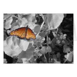 Butterfly Orange Monarch Black White Löv Nature Hälsningskort