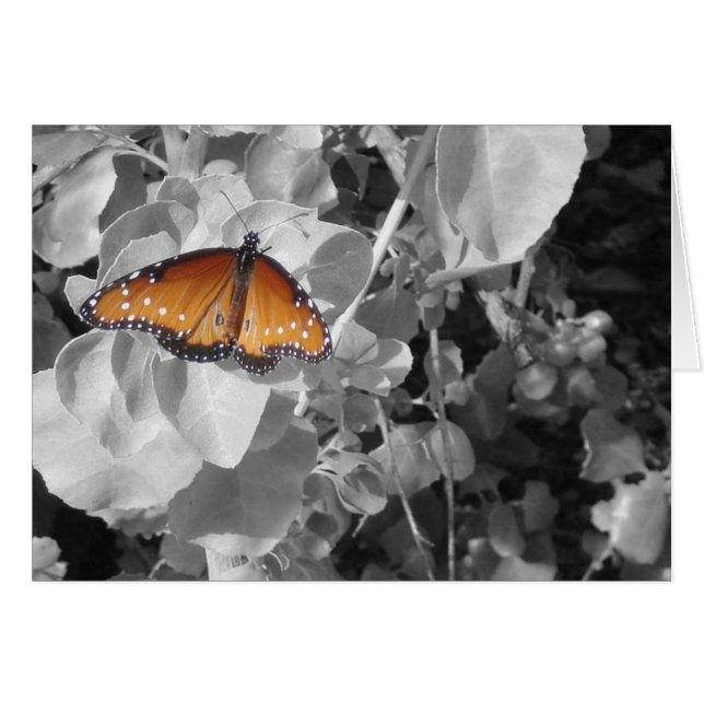 Butterfly Orange Monarch Black White Löv Nature Hälsningskort (Framsidan Horizontal)