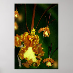 Butterfly Orchid Art Poster -24x36 -andra storleka