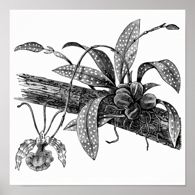 Butterfly orchid poster (Framsidan)