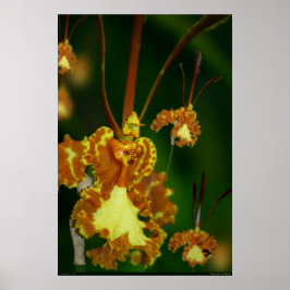 Butterfly Orchid Poster -24x36 -andra storlekar oc