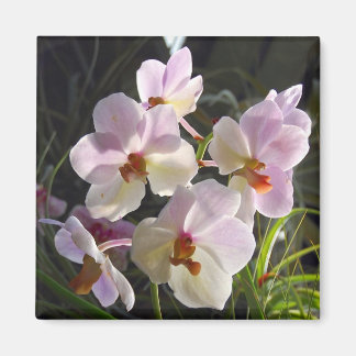 Butterfly Orchids - rosa Magnet